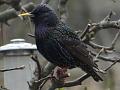 2013-0325-0916_Starling_1C